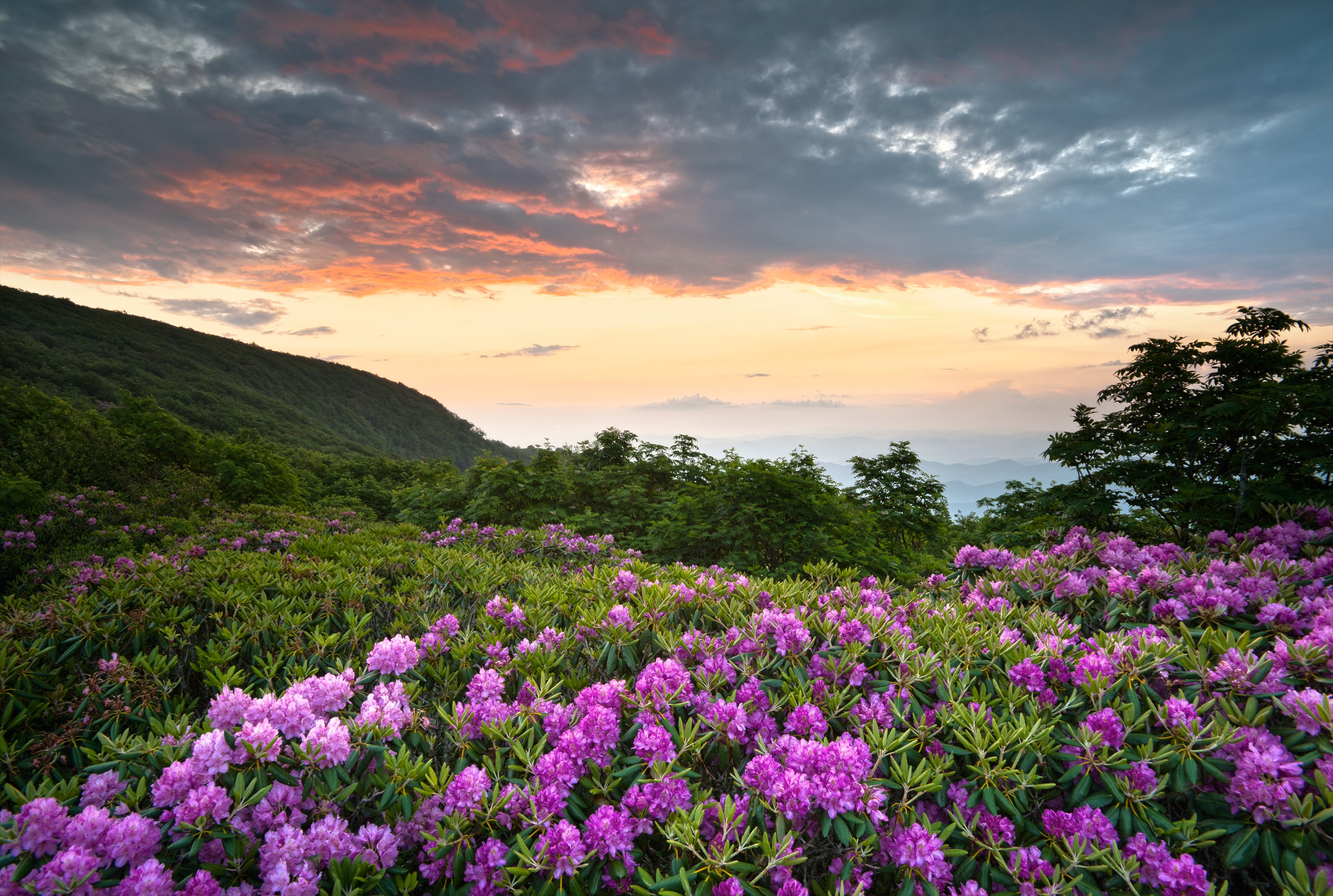 Blue Ridge Parkway Mountains Sunset Over Spring Rhododendron Flo